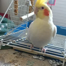 Perikus