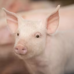 Piglet