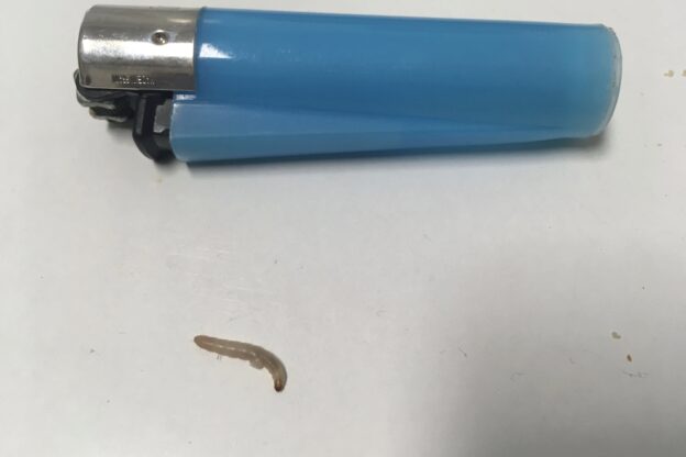 Larva de gusano junto a mechero