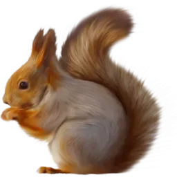 Squirrel