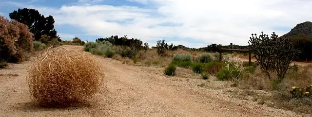 tumbleweed-bola-rodante-desierto-sorrasca-aulaga