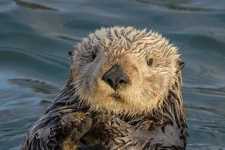 800px-Sea_Otter_(Enhydra_lutris)_(25169790524)_crop