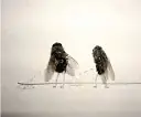 flies