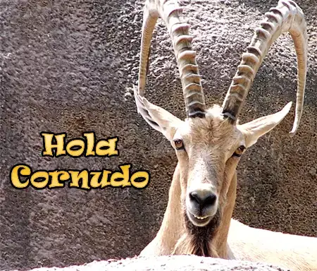 1-_Hola_Cornudo